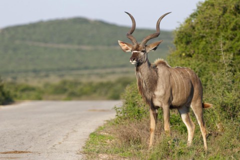 Greater kudu