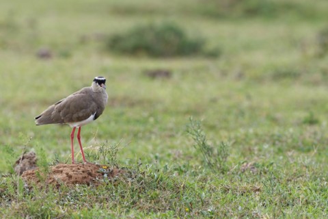 Crowned Lapwing
