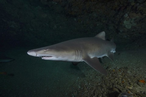 Close-up of sand tiger shark