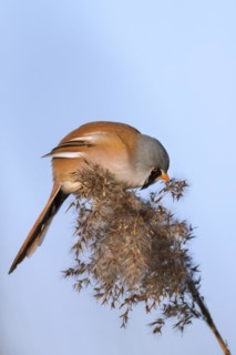 Bearded reedling