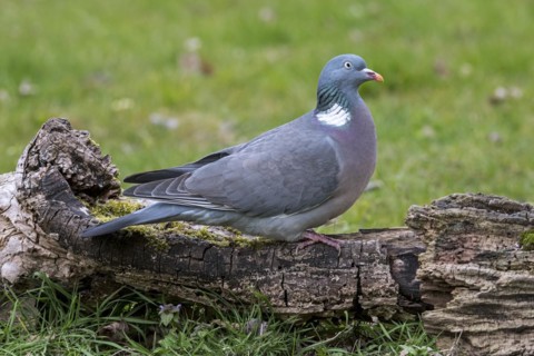 Common wood pigeon
