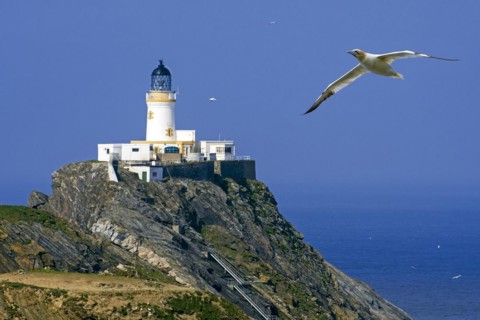 Northern gannet