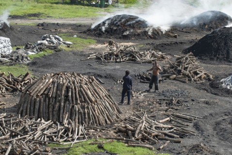 Charcoal burners during charcoal extraction