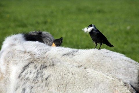 Jackdaw