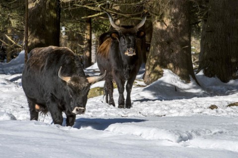 Heck cattle