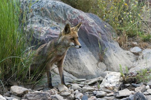 Red fox