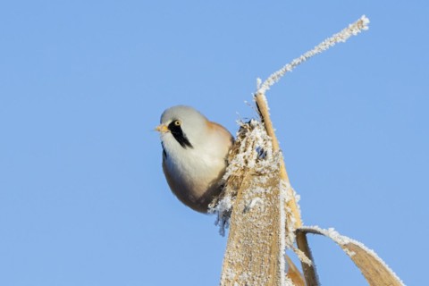Bearded reedling