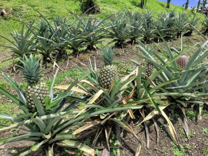 Arenal Volcano National Park
