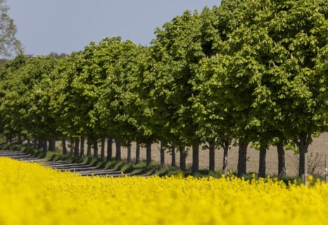 Avenue trees behind a rape field