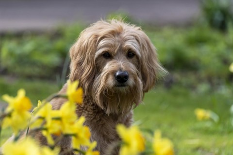 Mini Goldendoodle behind daffodils