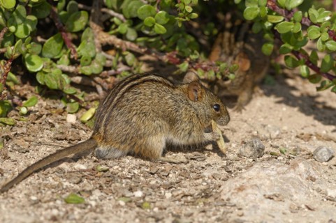 Four-striped grass mouse