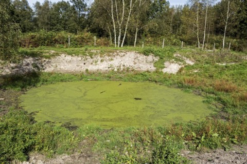 Old watering place for cattle