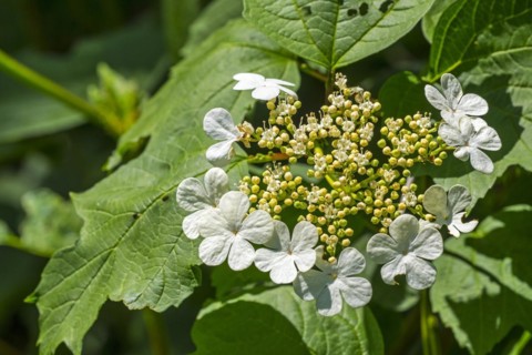 Guelder-rose
