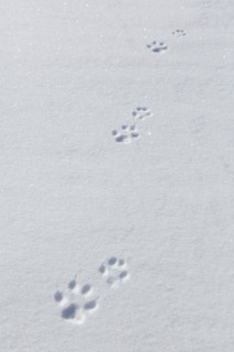 Red fox