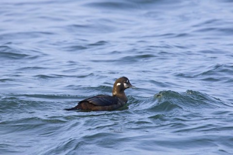Harlequin duck