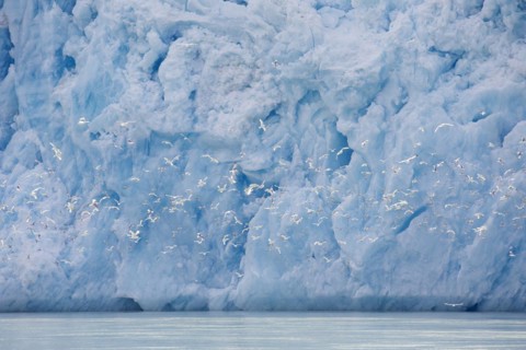 Kittiwakes flying in front of Smeerenburgbreen