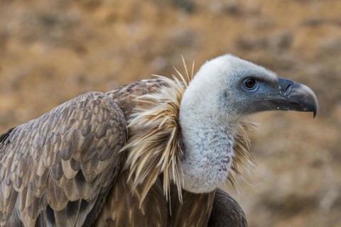 Griffon vulture
