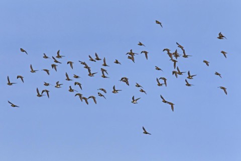 European golden plovers