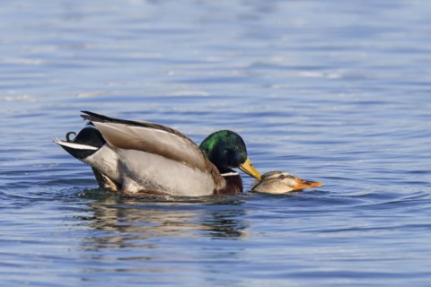 Mallard