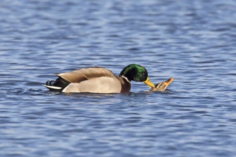Mallard