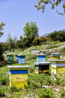 Bee box