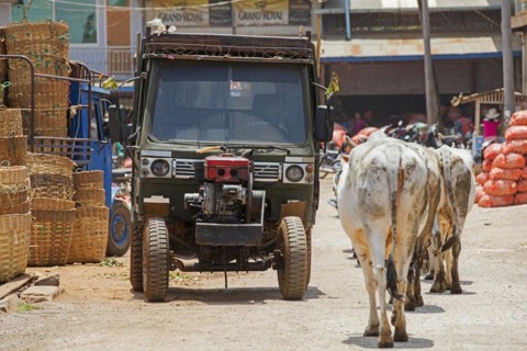 Chinese tractor and cows in the town Aungban