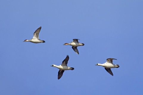 Smew