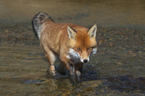 Red fox