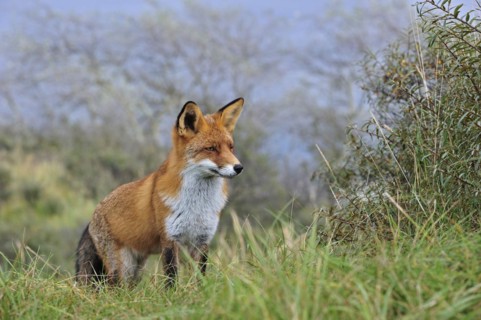 Red fox