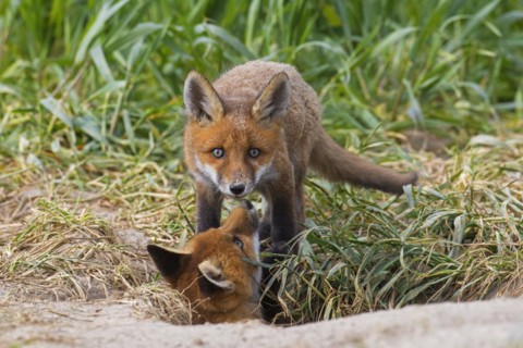 Young red foxes