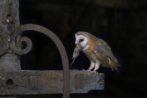 Common barn owl