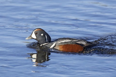 Harlequin duck