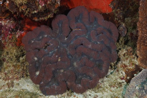 False brain coral