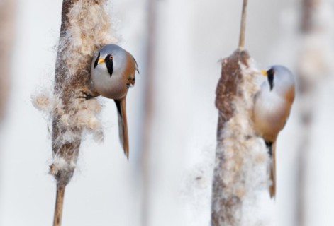 Two Bearded Reedlings