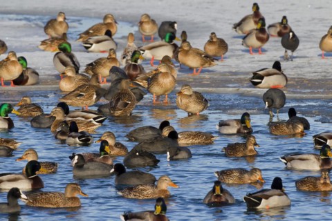Mallard