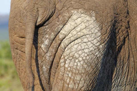 African bush elephant