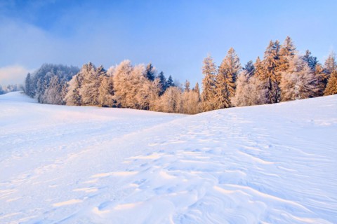 Icy morning at sunrise with view over wind-blown snow to trees covered with hoarfrost at the edge of the forest in the background