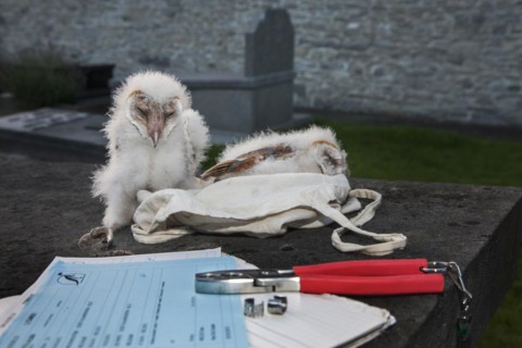 Barn owl