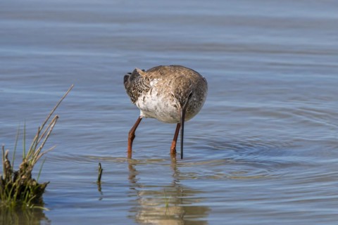 Spotted redshank