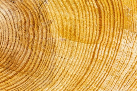 Cut surface of a tree