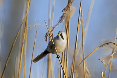 Bearded Reedling