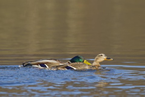 Mallard
