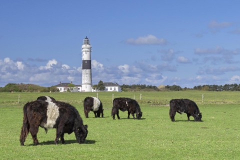 Belted Galloways and the Kampen Lighthouse on the North Frisian island of Sylt
