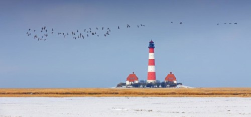 Flock of barnacle geese