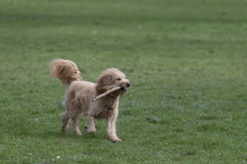 Mini Goldendoodle bites into stick