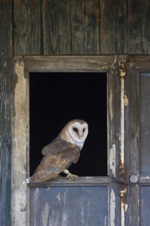 Common barn owl