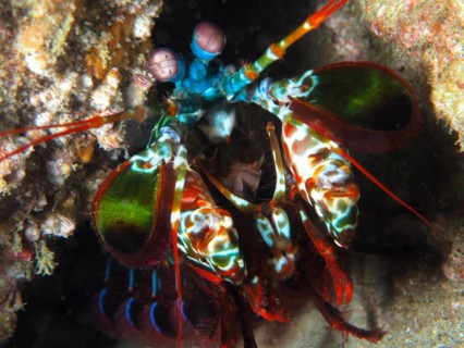 Peacock mantis shrimp