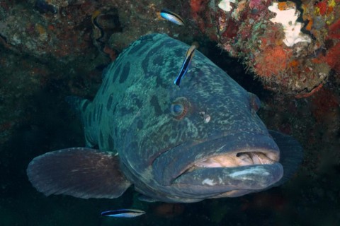 Potato grouper