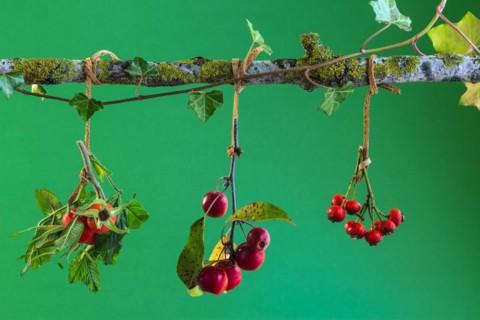 Autumn arrangement with rose hips