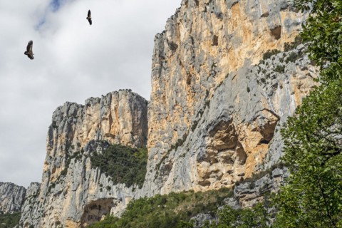 Two griffon vultures